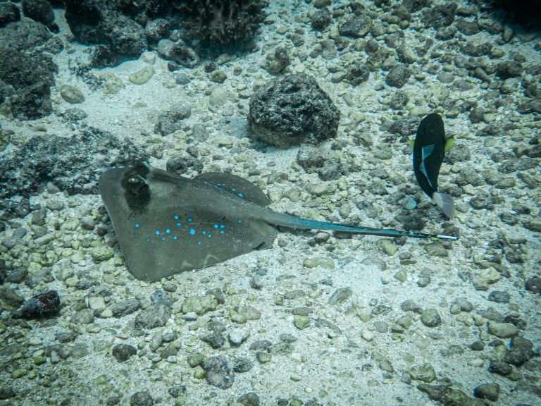 A blue-spotted maskray (Neotrygon caeruleopunctata) resting on the seabed in Nusa Penida, Bali.