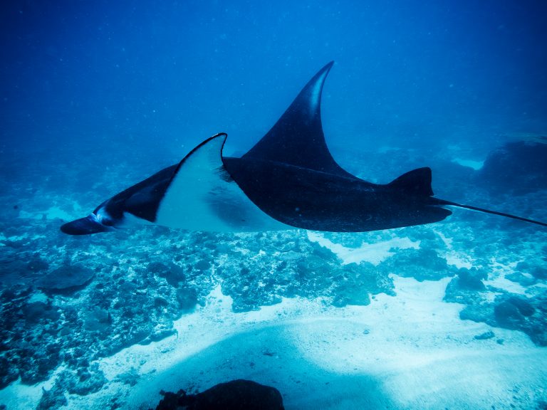 A manta ray at Manta Point, Nusa Penida, with its fin tips held upright.