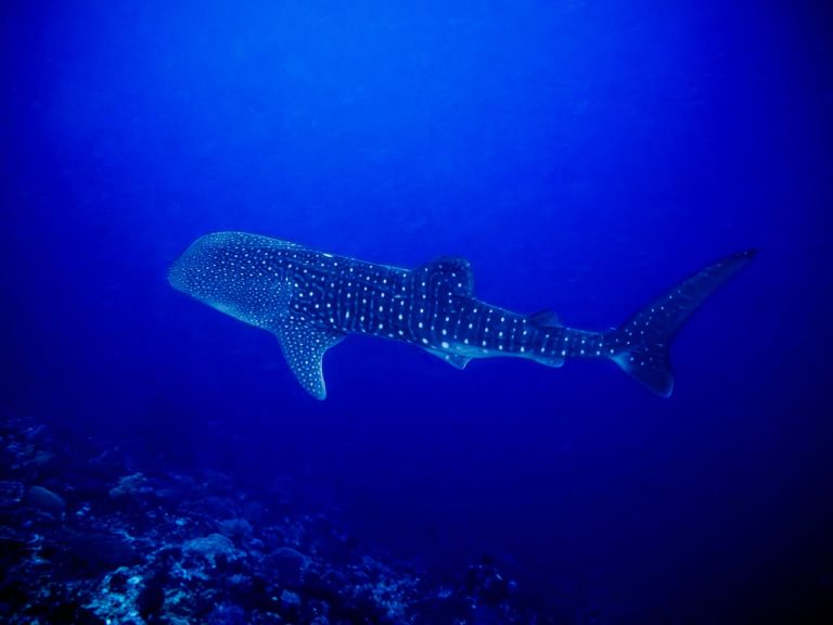 Whale shark spotted during a dive in Nusa Penida, Bali.