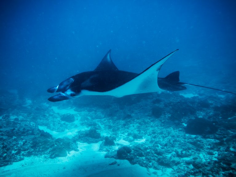 Manta ray gliding past at Manta Point, Nusa Penida, Bali