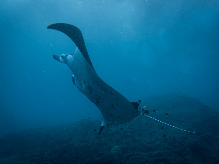 A manta ray gliding up to circle the cleaning station at Manta Point, Nusa Penida, Bali.