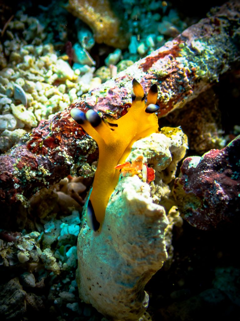 A Thecacera pacifica, nicknamed the Pikachu nudibranch, photographed at Crystal Bay, Nusa Penida, Bali.
