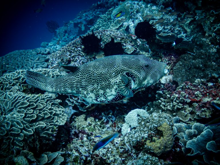 A map pufferfish (Arothron mappa) photographed while diving in Nusa Penida, Bali.