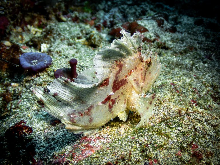 A leaf scorpionfish (Taenianotus triacanthus) spotted while diving in Nusa Penida, Bali.