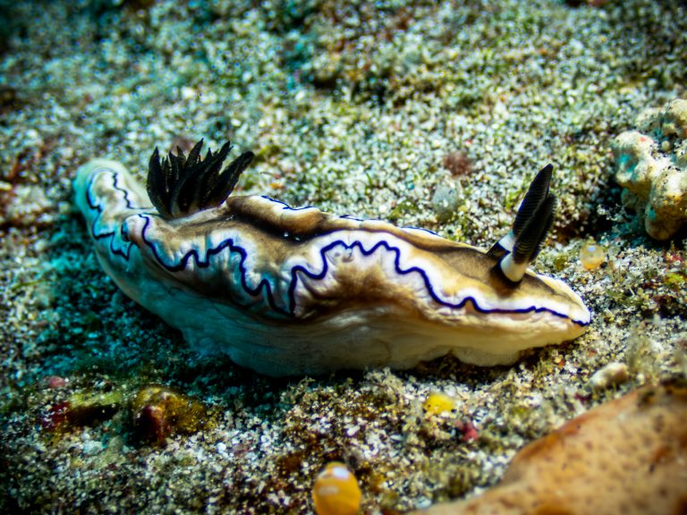 A Black-margined nudibranch (Doriprismatica atromarginata) photographed in Nusa Penida, Bali.