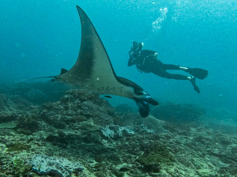 Screen grab from a GoPro video showing a manta ray at Manta Point with Rick Parker (Underwater Parker) in the background.