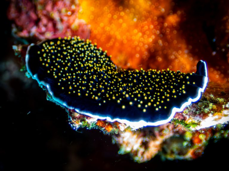 A Thysanozoon flavotuberculatum flatworm captured while diving in Nusa Penida, Bali.