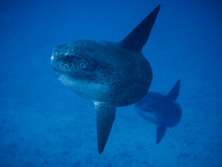 Pair of Mola Mola ocean sunfish swimming together at Crystal Bay, Nusa Penida
