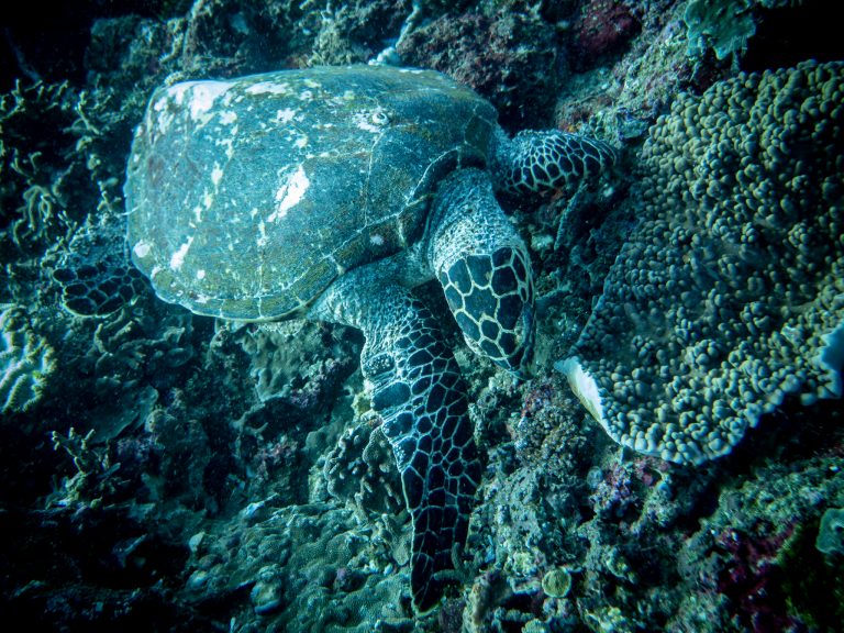A hawksbill turtle (Eretmochelys imbricata) photographed while diving in Candidasa, Bali.
