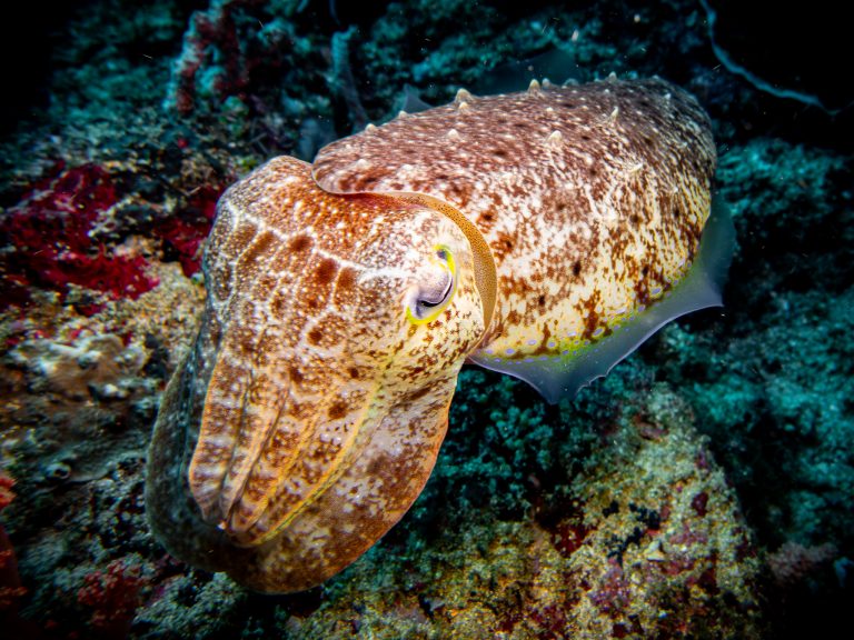 A close-up of a cuttlefish photographed while diving at Blue Lagoon, Candidasa, Bali.