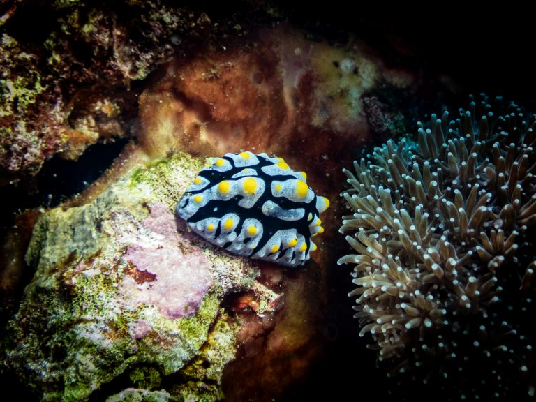 A Phyllidia varicosa nudibranch spotted while diving in Nusa Penida, Bali.