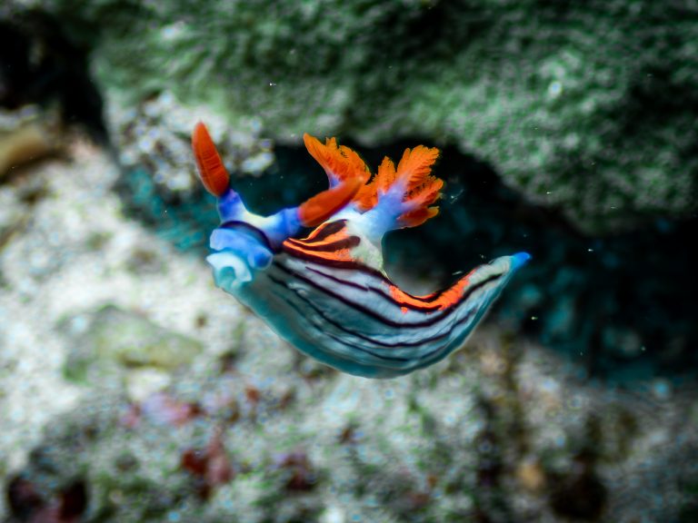 A Nembrotha purpureolineata nudibranch drifting along at Crystal Bay, Nusa Penida.