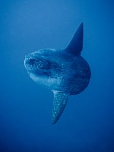 Ocean sunfish (Mola mola) spotted while diving at Crystal Bay, Nusa Penida