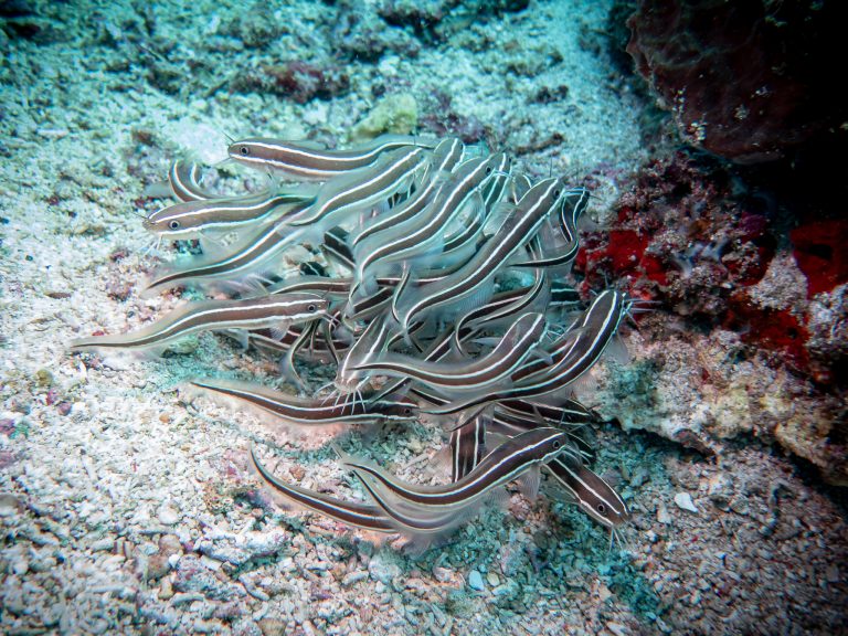 Another shoal of striped eel catfish (Plotosus lineatus) photographed in Candidasa, Bali.