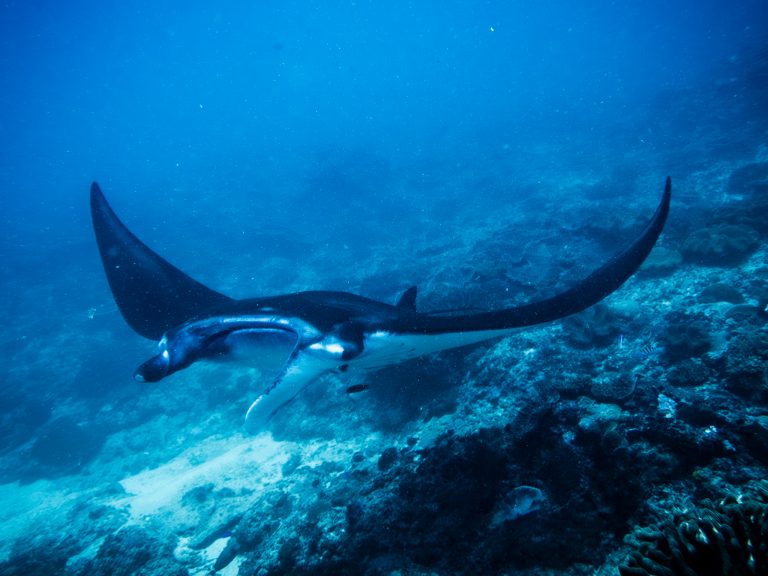 A manta ray about to glide past the camera at Manta Point, Nusa Penida, Bali.