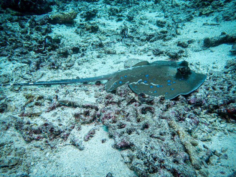 A blue-spotted ray (Neotrygon kuhlii) photographed while diving in Candidasa, Bali.