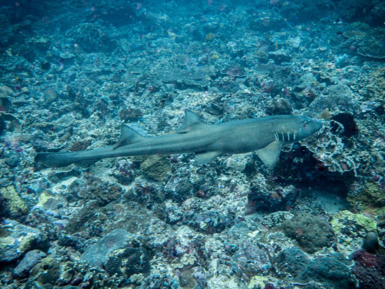 A bamboo shark photographed while diving at the Gili Tepekong dive site, Candidasa, Bali.