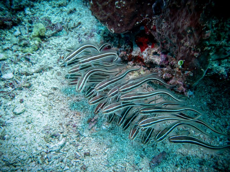 A shoal of striped eel catfish (Plotosus lineatus) photographed while diving in Candidasa, Bali.