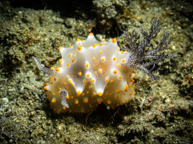 Halgerda nudibranch photographed while diving in Candidasa, Bali