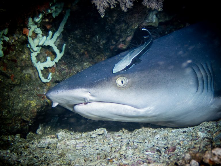 A close-up of a whitetip reef shark (Triaenodon obesus) photographed at Gili Tepekong, Candidasa, Bali.