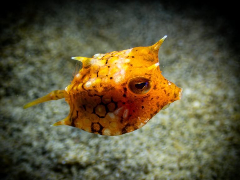 Thornback cowfish (Lactoria fornasini) photographed while diving at Blue Lagoon, Candidasa, Bali
