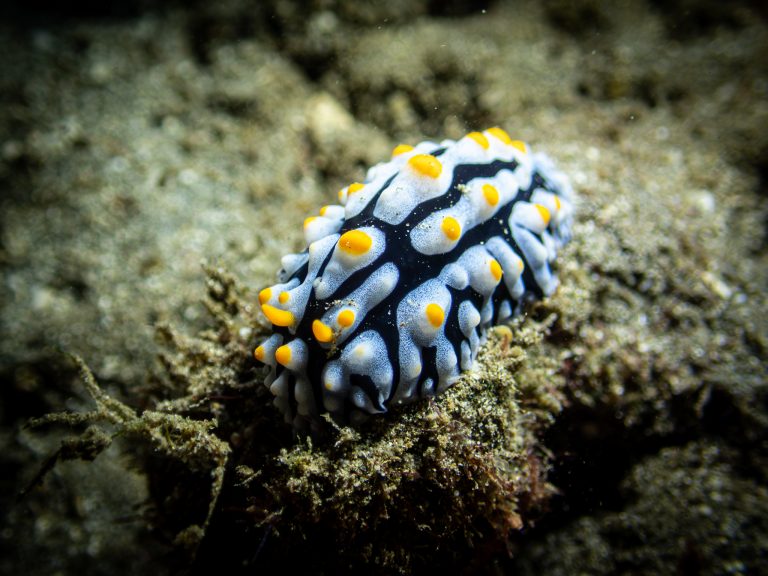 A Phyllidia varicosa nudibranch photographed while diving in Candidasa, Bali.