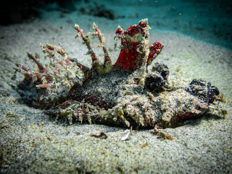 An Inimicus didactylus (demon stinger) photographed while diving in Candidasa, Bali.