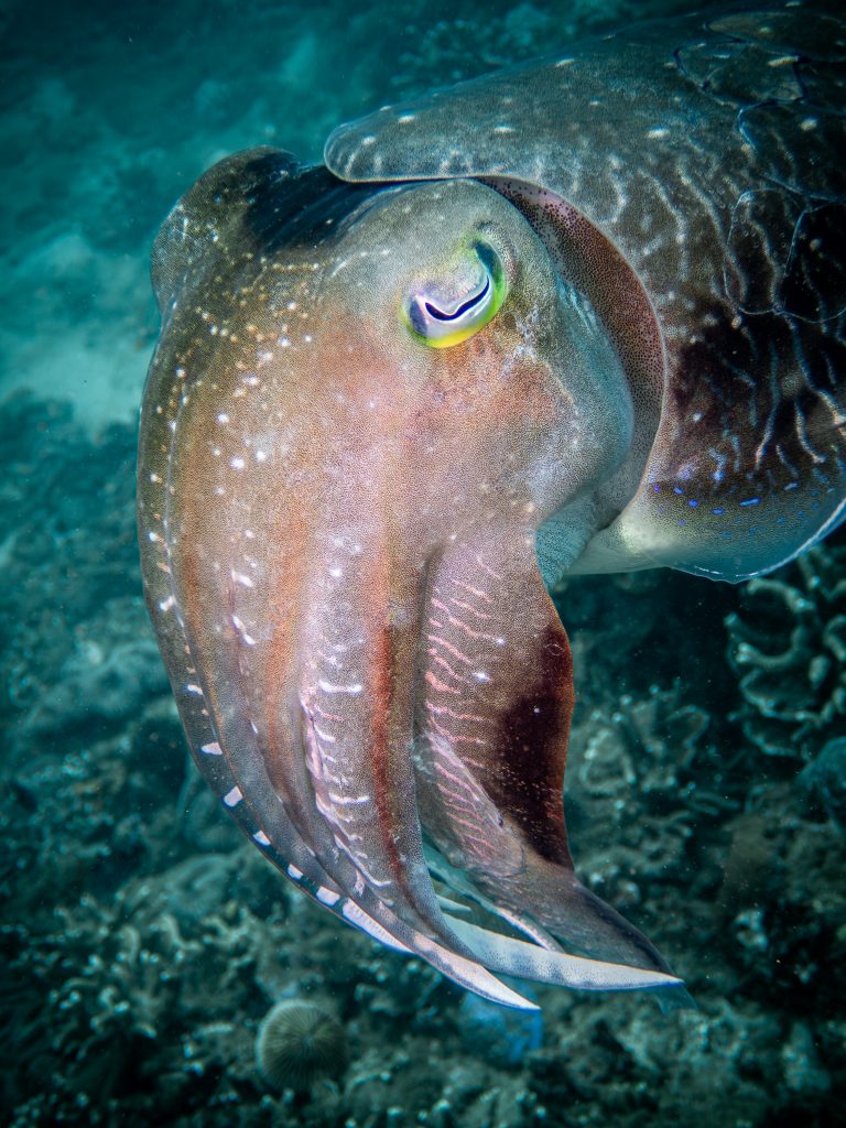 An extreme close-up of a cuttlefish photographed while diving at Blue Lagoon, Candidasa, Bali.