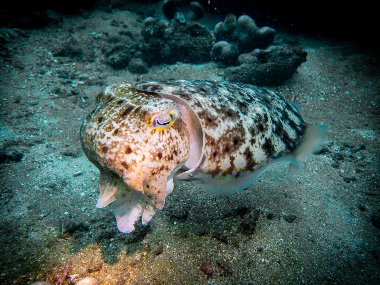A close-up of a cuttlefish photographed while diving in Candidasa, Bali.