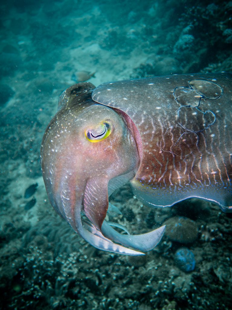 A close-up of a cuttlefish photographed while diving in Candidasa, Bali.