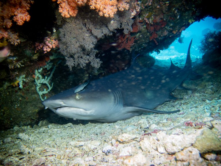 A whitetip reef shark (Triaenodon obesus) resting in a cave at Gili Tepekong, Candidasa, Bali.