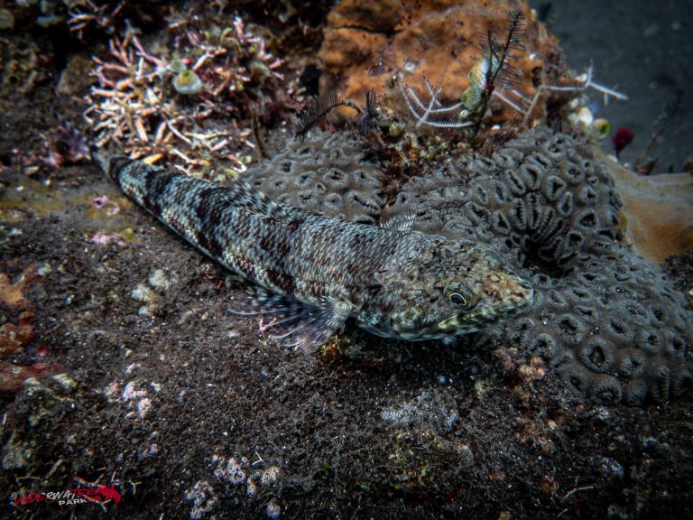 A sand diver (Synodus intermedius) photographed while diving in Tulamben, Bali.