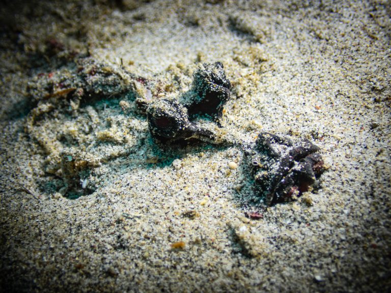 An Inimicus didactylus (demon stinger) partly hidden in the sand, photographed in Candidasa, Bali.