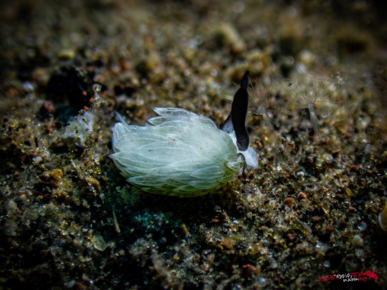 A side view of the Shaun the Sheep nudibranch (Costasiella kuroshimae) photographed in Tulamben, Bali.