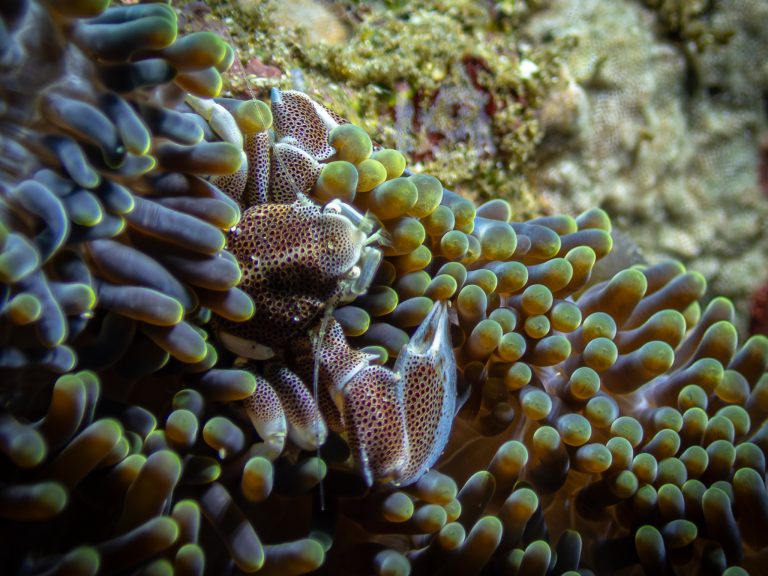 A porcelain crab photographed while diving in Candidasa, Bali.