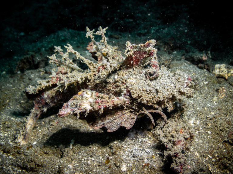 An Inimicus didactylus (demon stinger) photographed at Blue Lagoon, Candidasa, Bali.