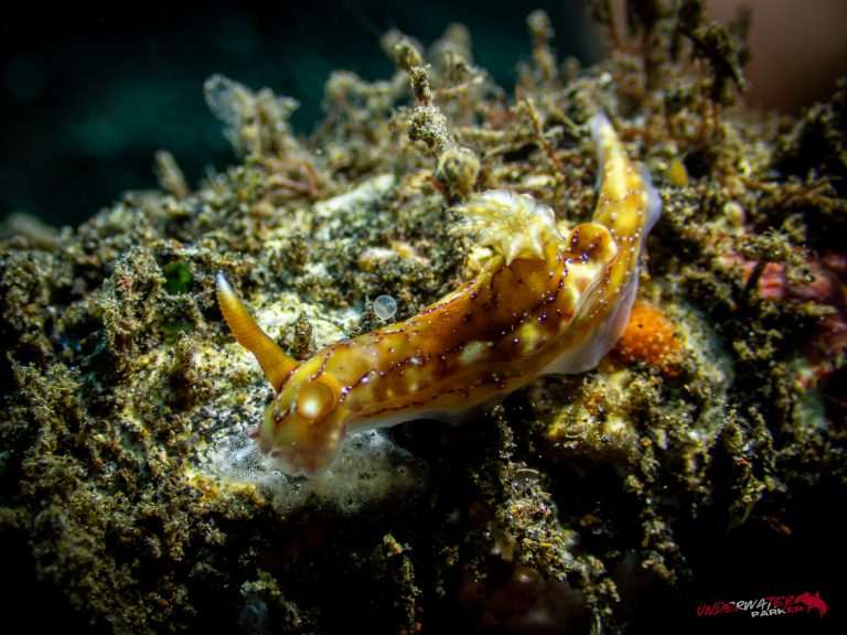 An overhead photograph of Hypselodoris krakatoa taken while diving in Tulamben, Bali.