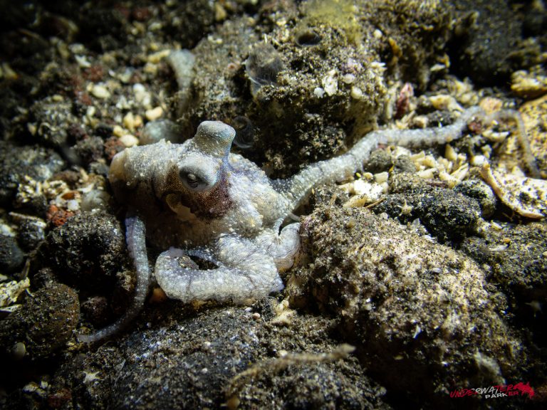 A long-arm octopus photographed while diving in Tulamben, Bali.
