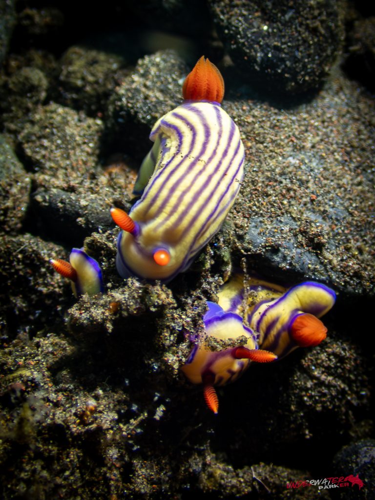 A trio of Hypselodoris whitei nudibranchs photographed while diving in Tulamben, Bali.