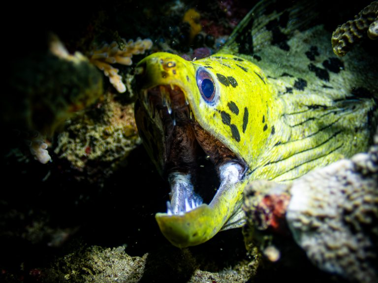 A fimbriated moray (Gymnothorax fimbriatus) photographed while diving in Candidasa, Bali.