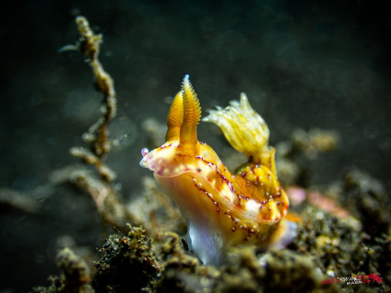 A Hypselodoris krakatoa nudibranch photographed while diving in Tulamben, Bali.