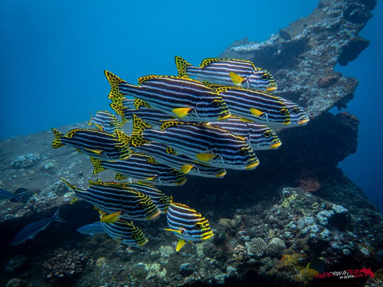 Shoal of Oriental Sweetlips (Plectorhinchus vittatus) at the USAT Liberty Wreck, Tulamben, Bali
