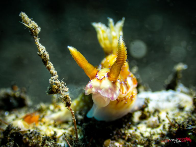 Front view of Hypselodoris krakatoa nudibranch photographed while diving in Tulamben, Bali