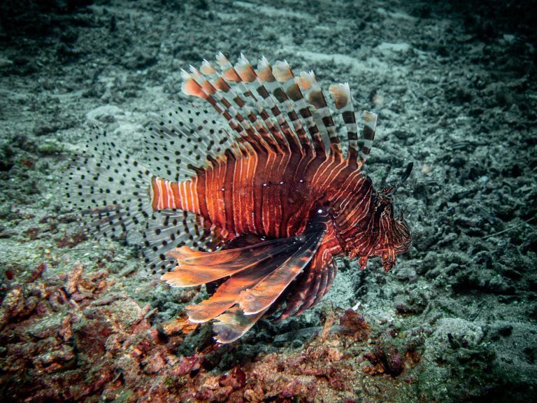 A lionfish (Pterois sp.) photographed while diving in Candidasa, Bali.