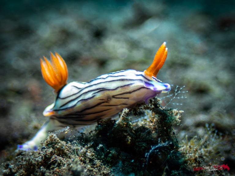 A Hypselodoris zephyra nudibranch photographed while diving in Tulamben, Bali.
