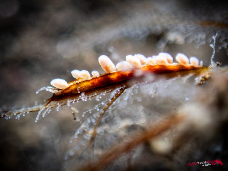 A Eubranchus nudibranch photographed while diving in Tulamben, Bali.
