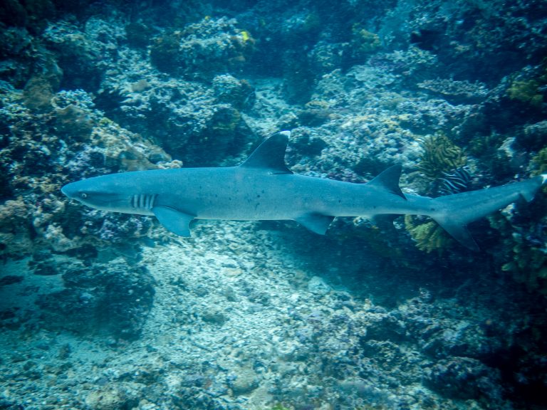 A whitetip reef shark (Triaenodon obesus) photographed while diving at Gili Tepekong, Candidasa, Bali.