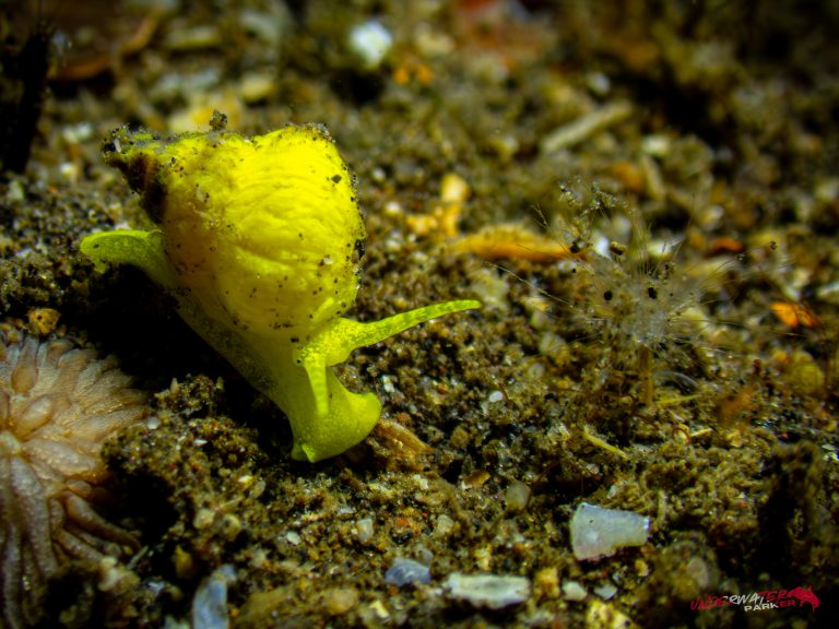 An Epidendrium aureum coral snail photographed in Tulamben, Bali.