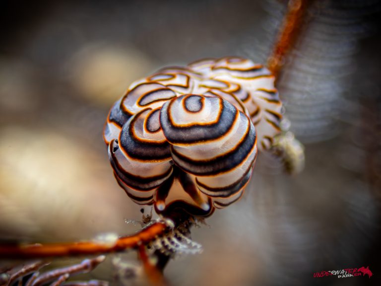 A Doto greenamyeri nudibranch, nicknamed the “doughnut nudi,” photographed in Tulamben, Bali.
