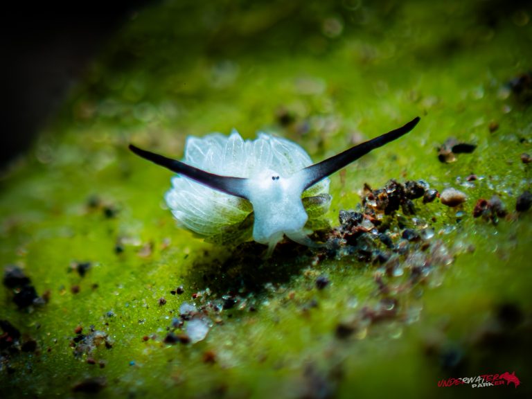 Shaun the Sheep nudibranch (Costasiella kuroshimae) captured in Tulamben, Bali